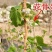 黑加仑苗嫁接苗包成活基地直销现挖现发南北方种植