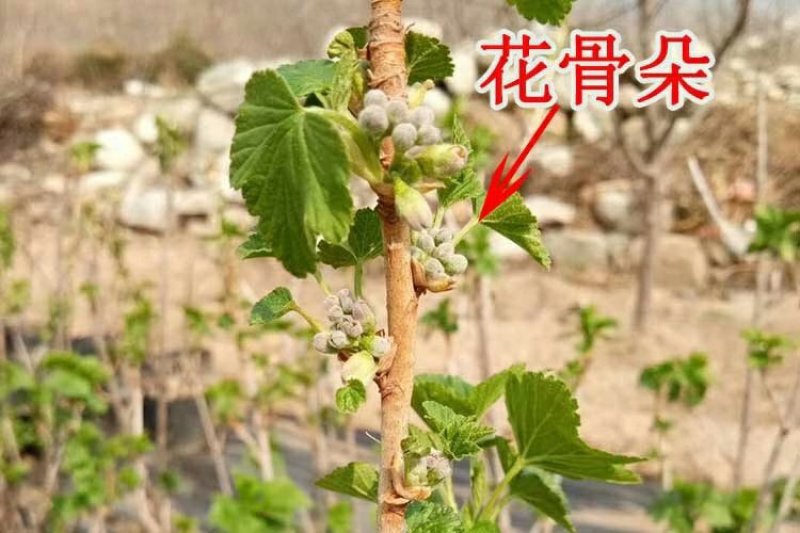 黑加仑苗嫁接苗包成活基地直销现挖现发南北方种植