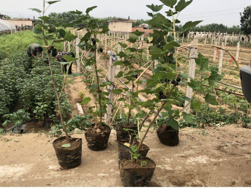 黑加仑苗嫁接苗包成活基地直销现挖现发南北方种植