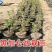 黑加仑苗嫁接苗包成活基地直销现挖现发南北方种植
