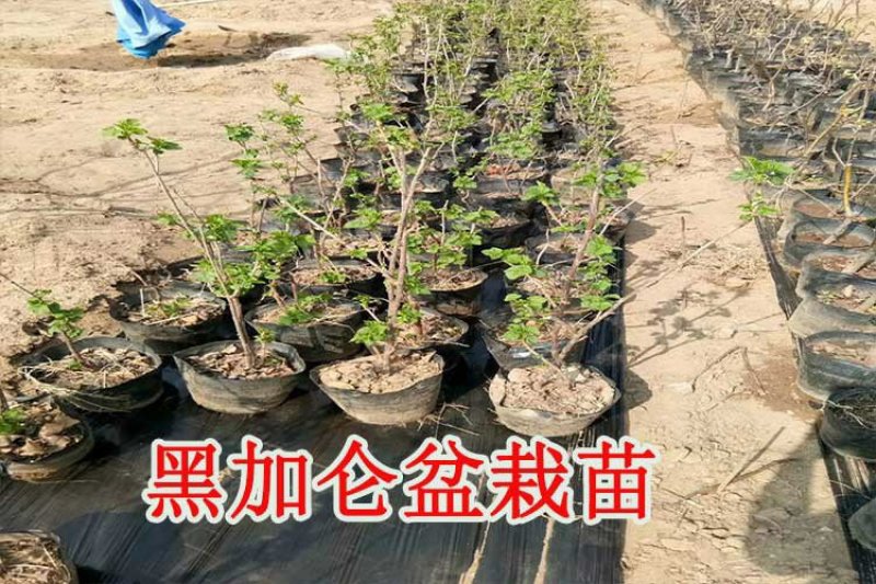 黑加仑苗嫁接苗包成活基地直销现挖现发南北方种植