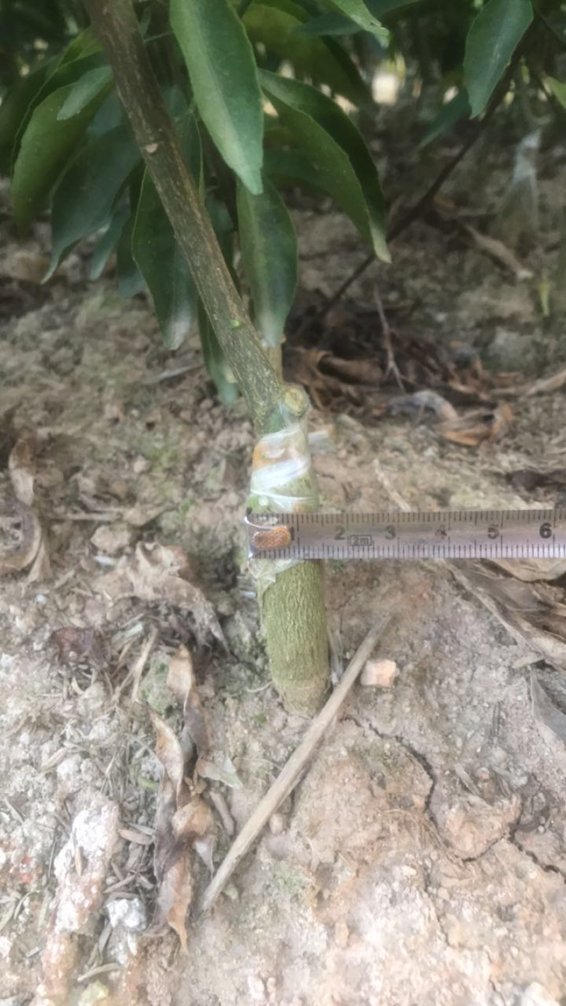新会柑苗陈皮柑苗柠檬枮新会柑苗茶枝柑苗基地现货