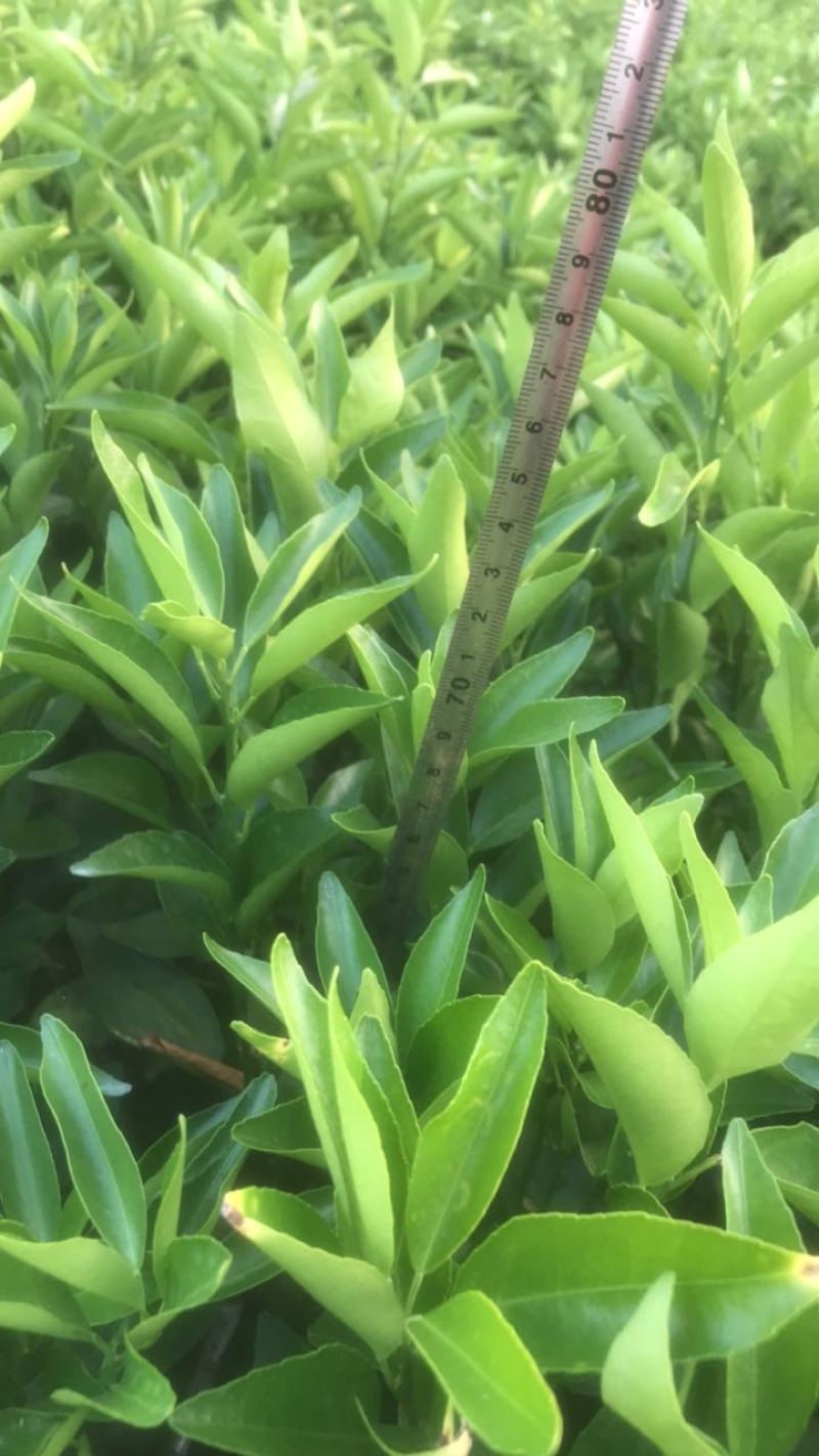 【有好货】091沃柑苗无核沃柑苗沃柑苗【品种纯正】