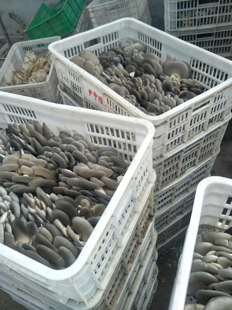 山东聊城基地黑白平菇供应，寻求长期合作商。
