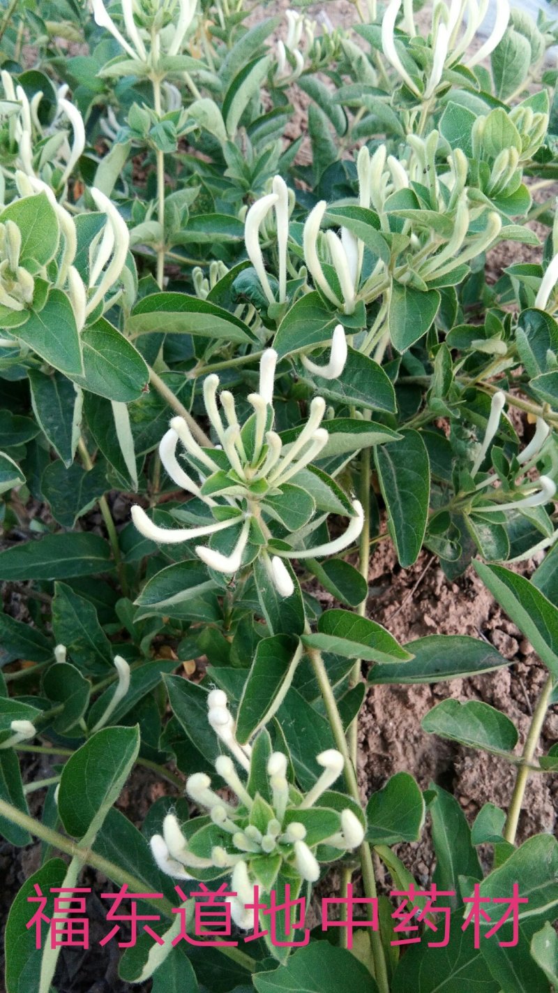 果树种苗繁育基地直供占地受益专用