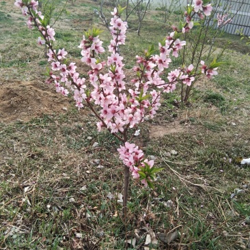 果树种苗繁育基地直供占地受益专用