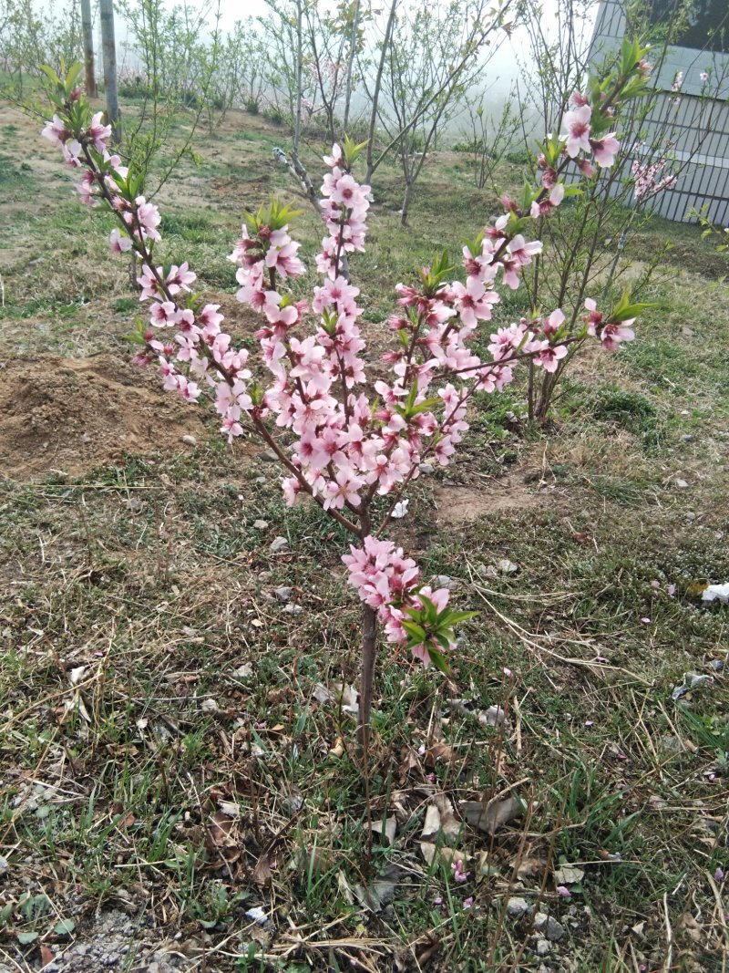 果树种苗繁育基地直供占地受益专用