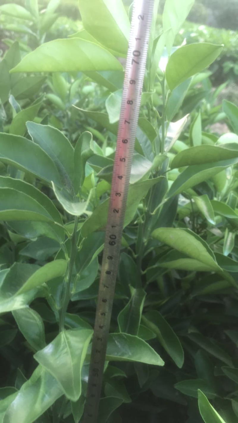 纽荷尔脐橙苗红江橙苗(廉江橙)基地现在品种纯