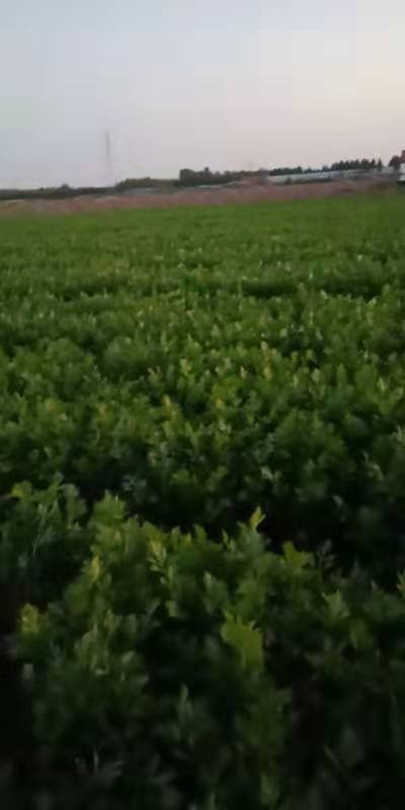 芹菜齐河润裕合作社**哈密瓜