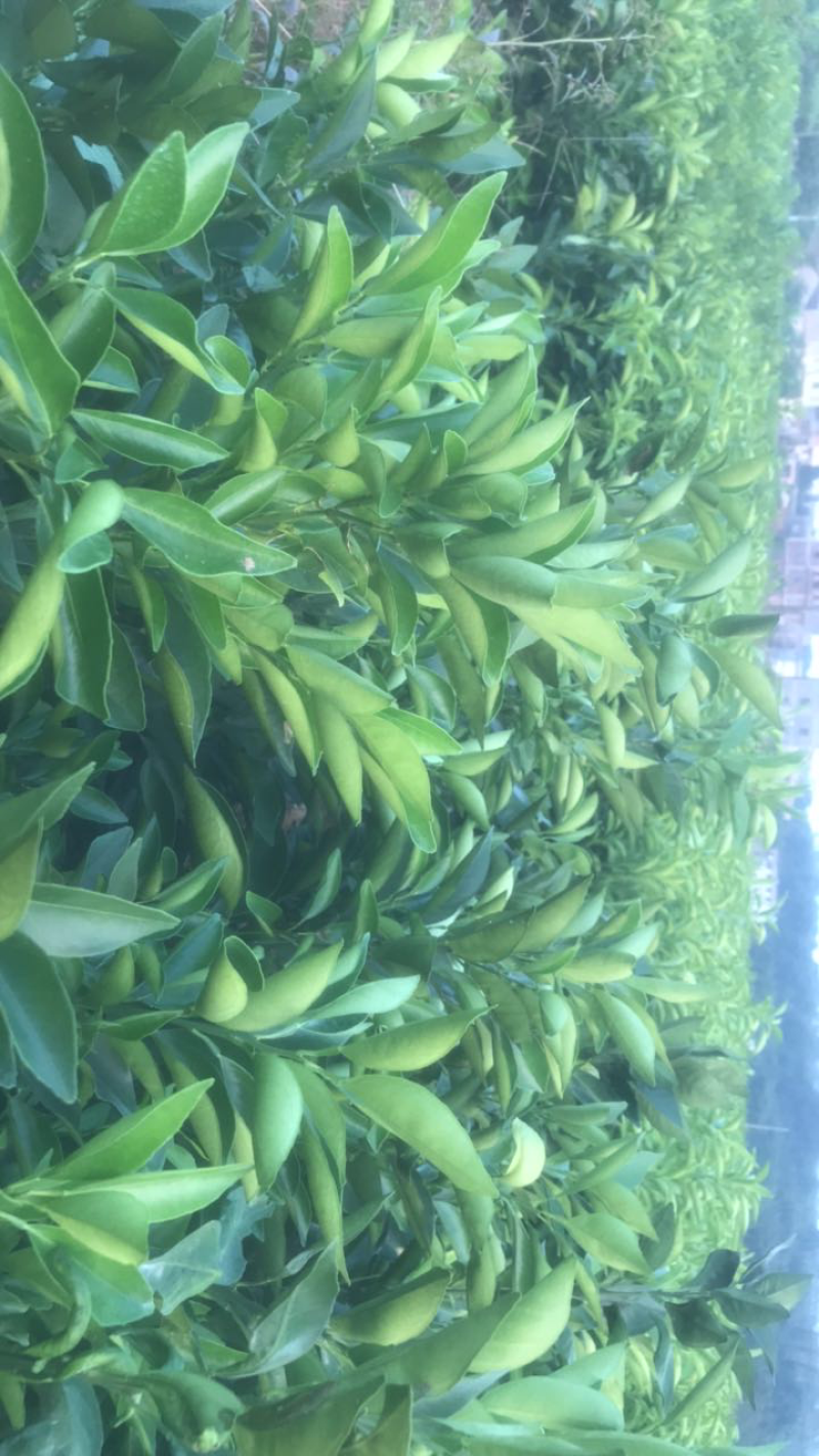 纽荷尔脐橙苗红江橙苗(廉江橙)基地现在品种纯