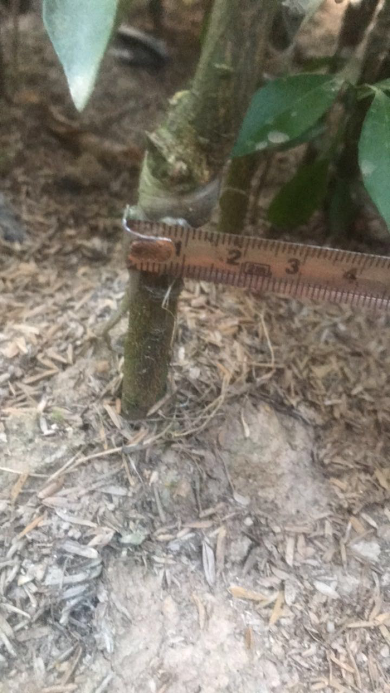 纽荷尔脐橙苗红江橙苗(廉江橙)基地现在品种纯