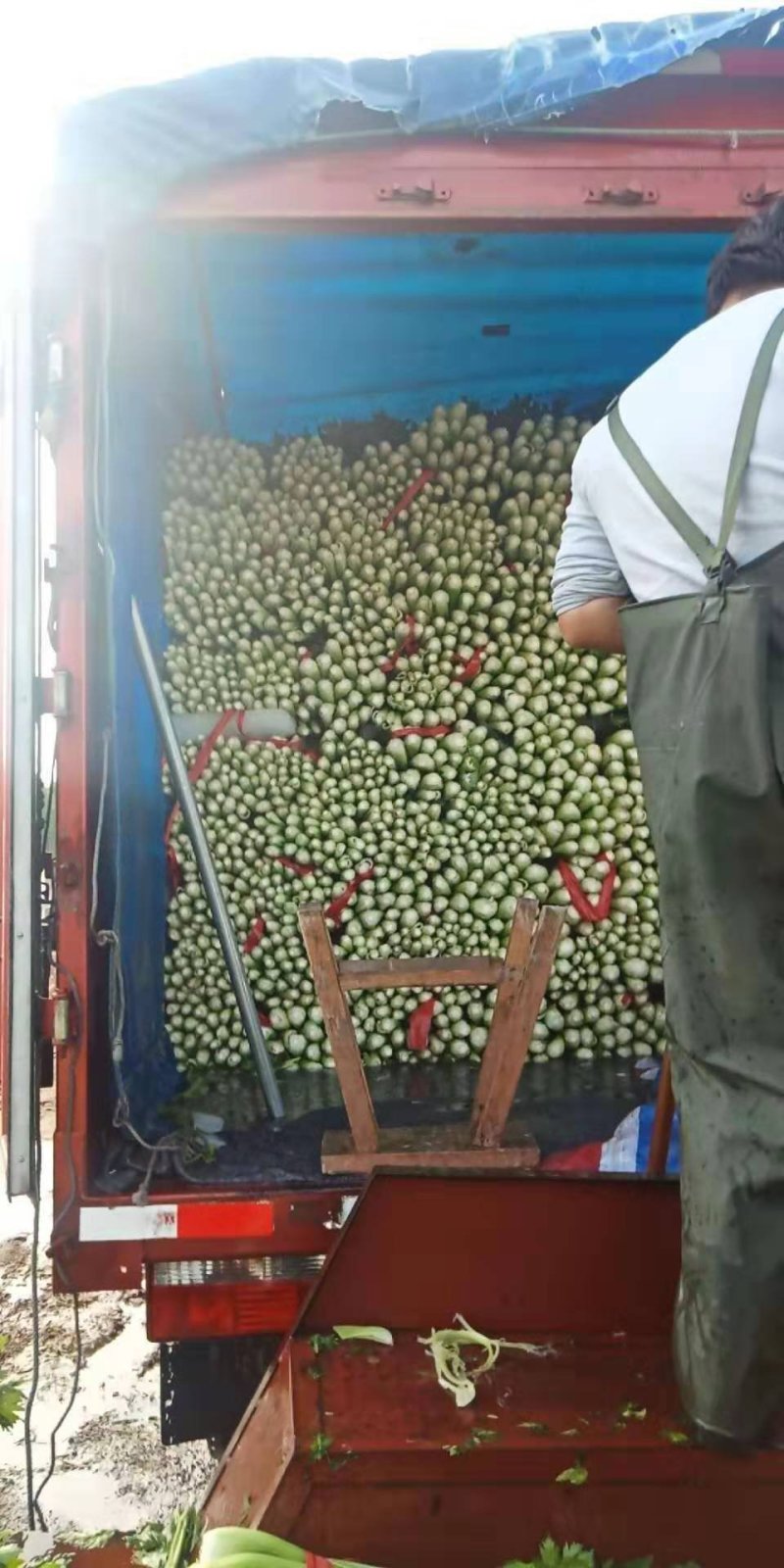 芹菜齐河润裕合作社**哈密瓜