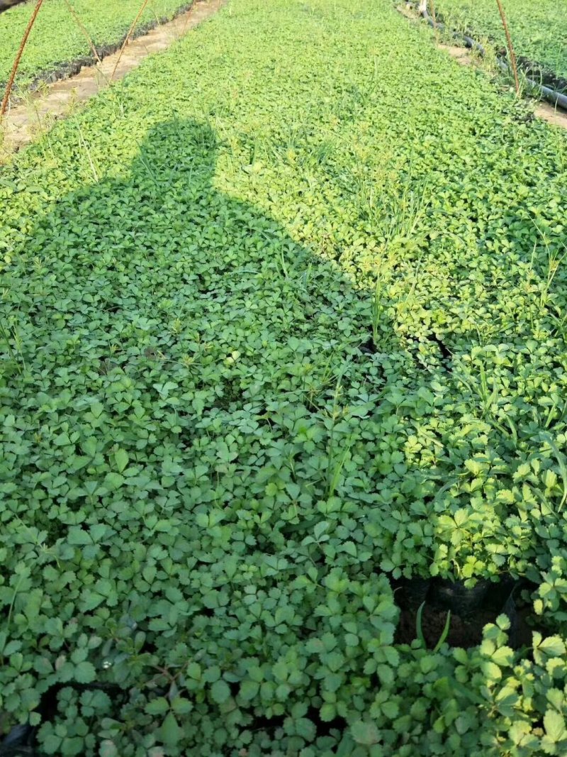 婆婆纳婆婆那一手货源基地直供