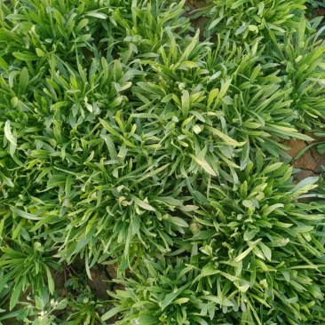 纯天然无公害面条菜