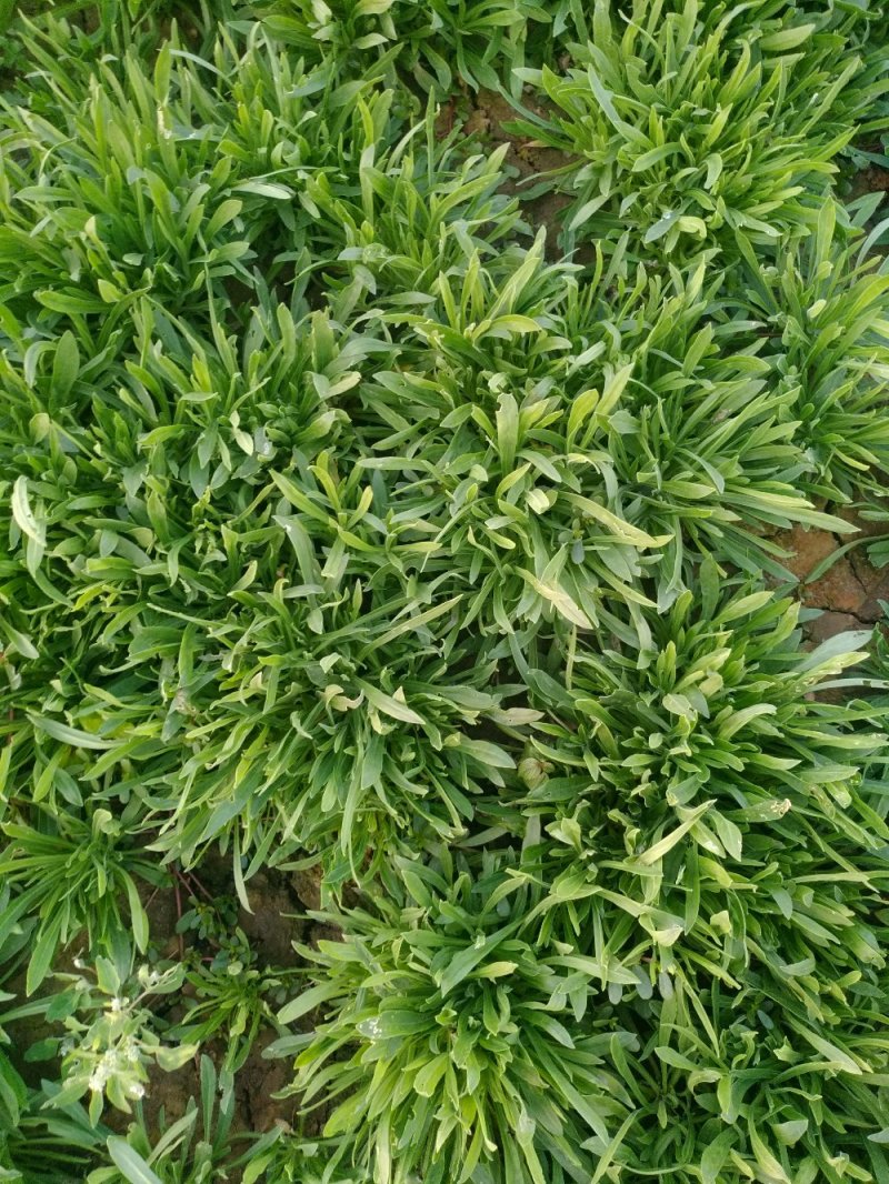 纯天然无公害面条菜