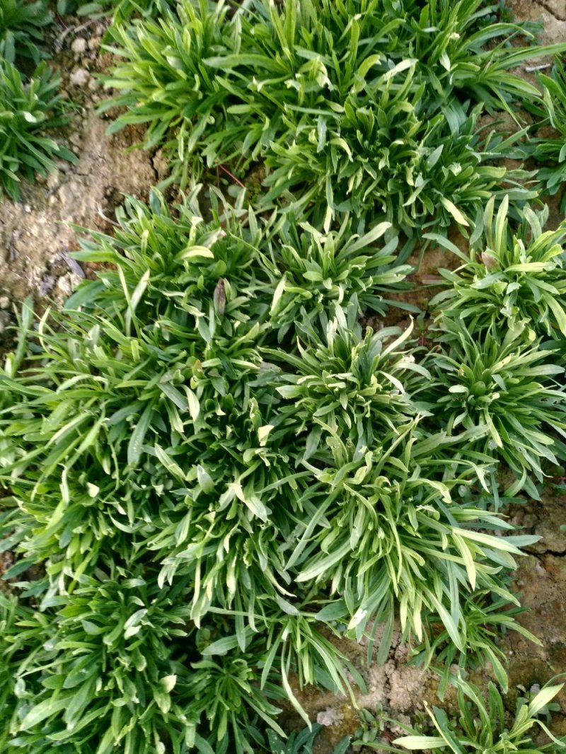 纯天然无公害面条菜