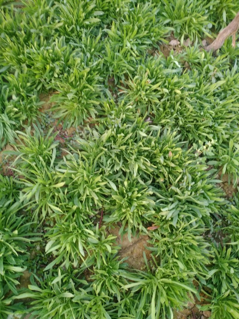 纯天然无公害面条菜