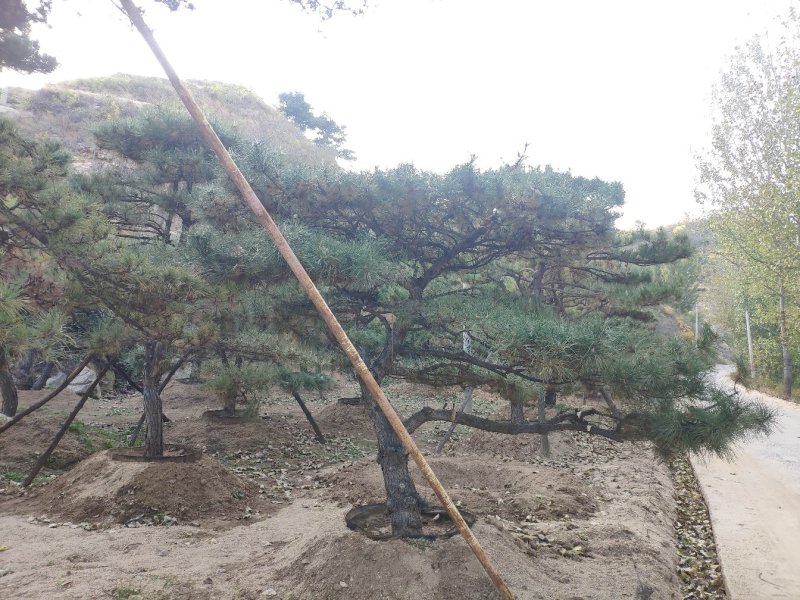 精品造型黑松、油松，大量供应。