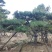 精品造型黑松、油松，大量供应。