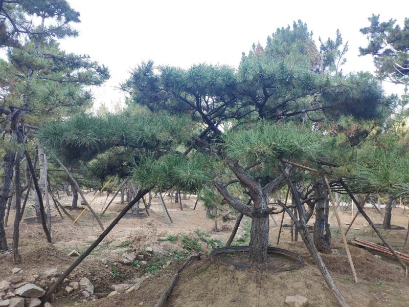 精品造型黑松、油松，大量供应。