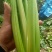万亩暖棚西芹亮度鲜艳，大中小菜都有，净菜毛菜发往全国各地