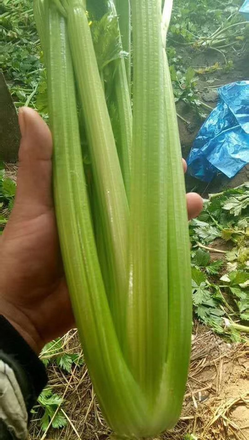 万亩暖棚西芹亮度鲜艳，大中小菜都有，净菜毛菜发往全国各地