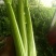 万亩暖棚西芹亮度鲜艳，大中小菜都有，净菜毛菜发往全国各地