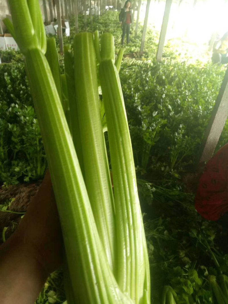 万亩暖棚西芹亮度鲜艳，大中小菜都有，净菜毛菜发往全国各地