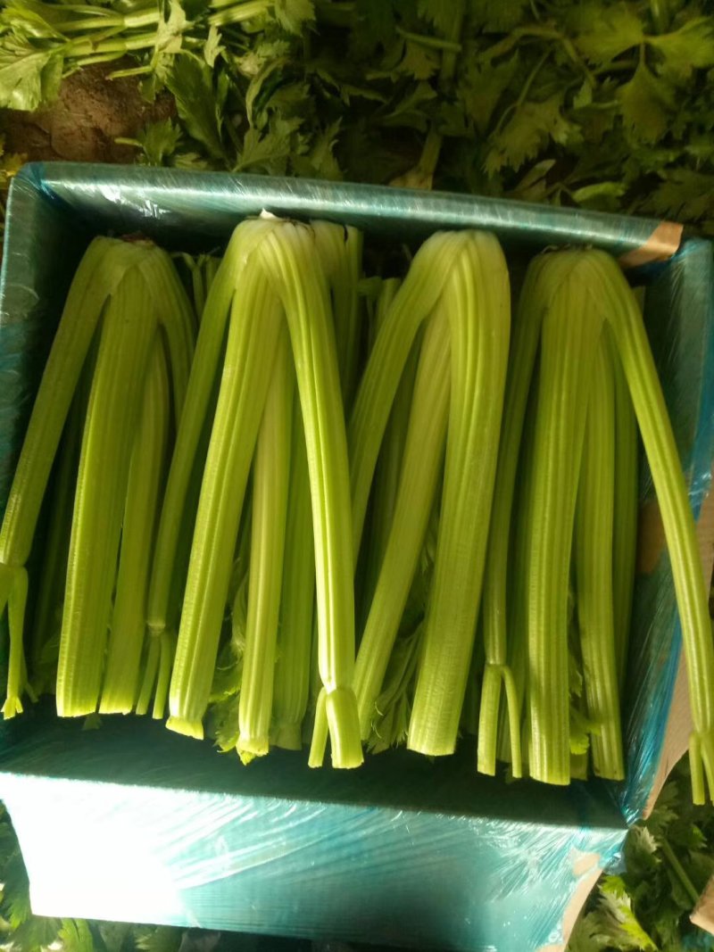 万亩暖棚西芹亮度鲜艳，大中小菜都有，净菜毛菜发往全国各地