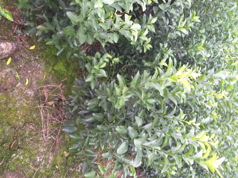 四川眉山大量出售金秋沙糖桔苗