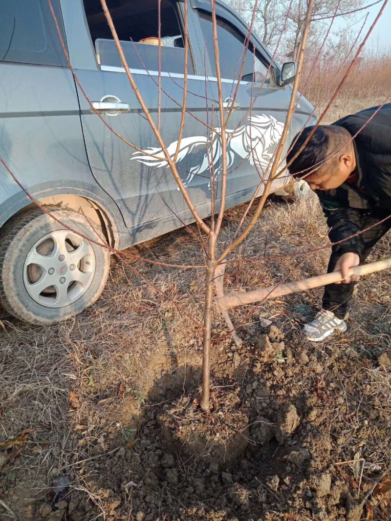 出售桃树苗正宗紫肉血桃苗包品种可签合同当年结果苗