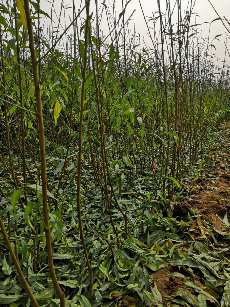 出售桃树苗正宗紫肉血桃苗包品种可签合同当年结果苗