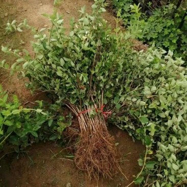 福東品牌“致富王”金银花种苗