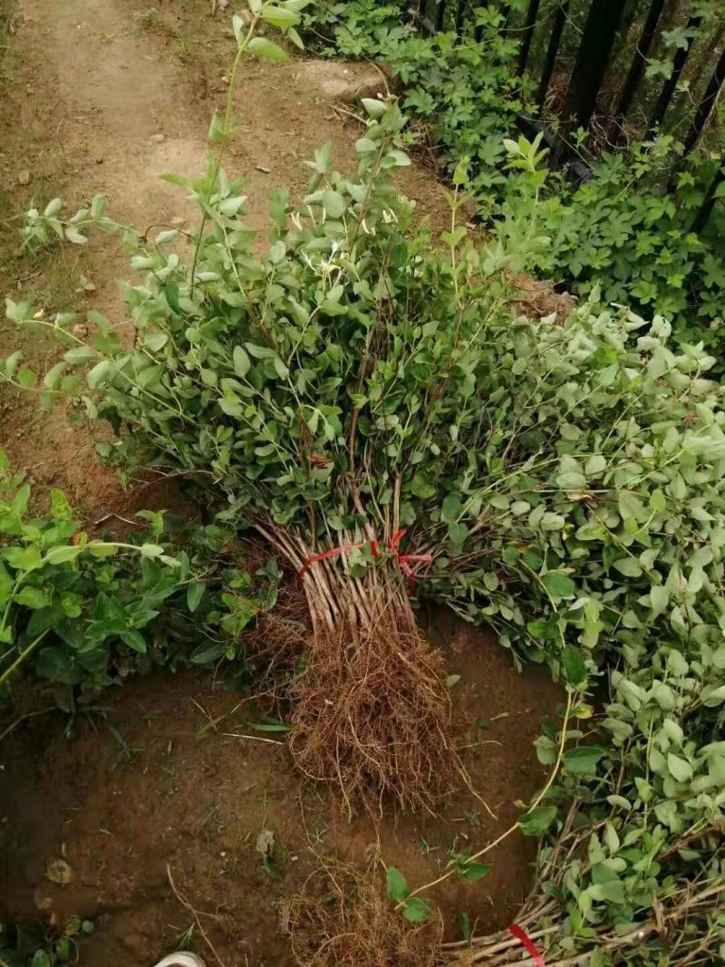 福東品牌“致富王”金银花种苗