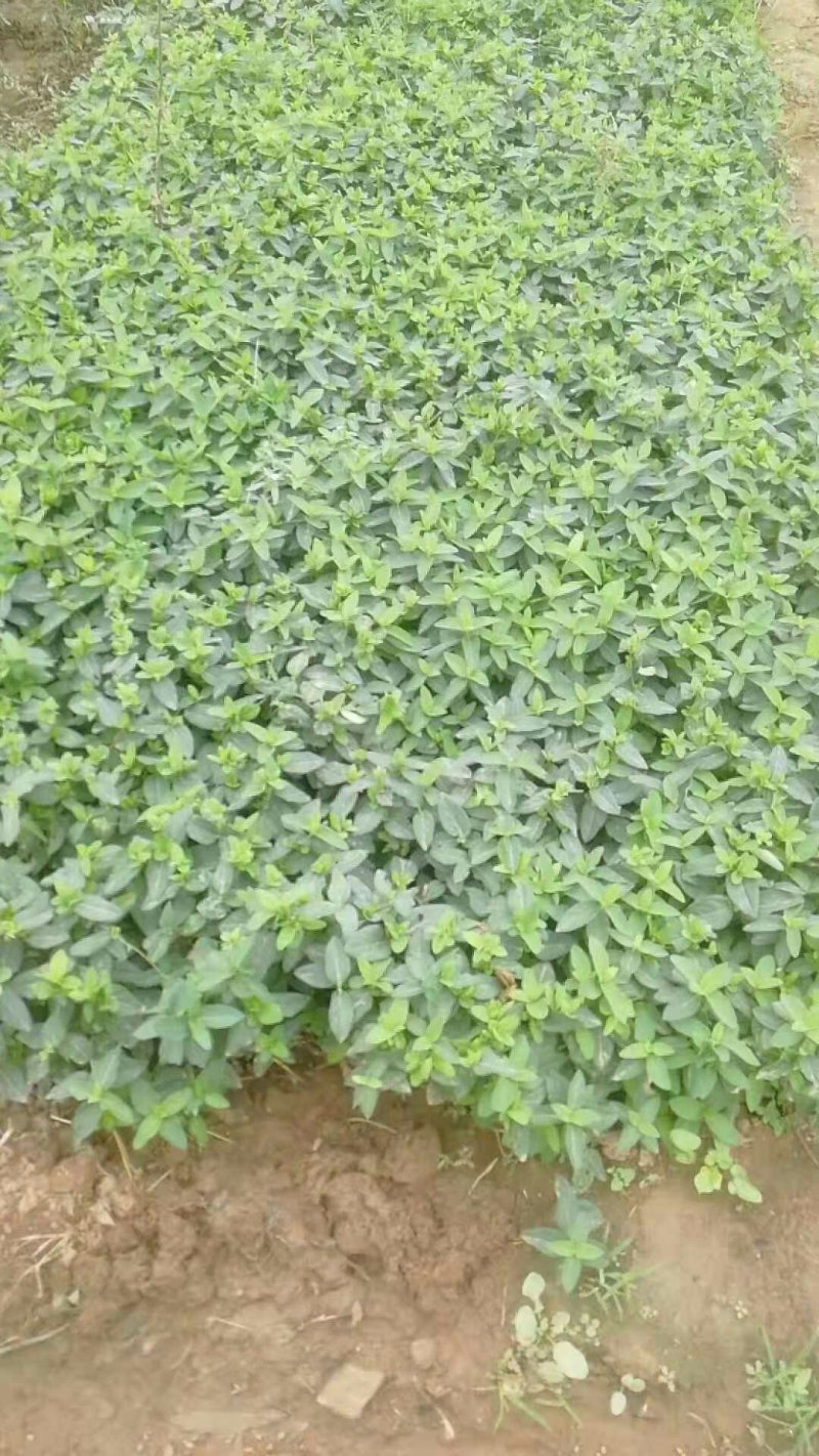 福東品牌“致富王”金银花种苗