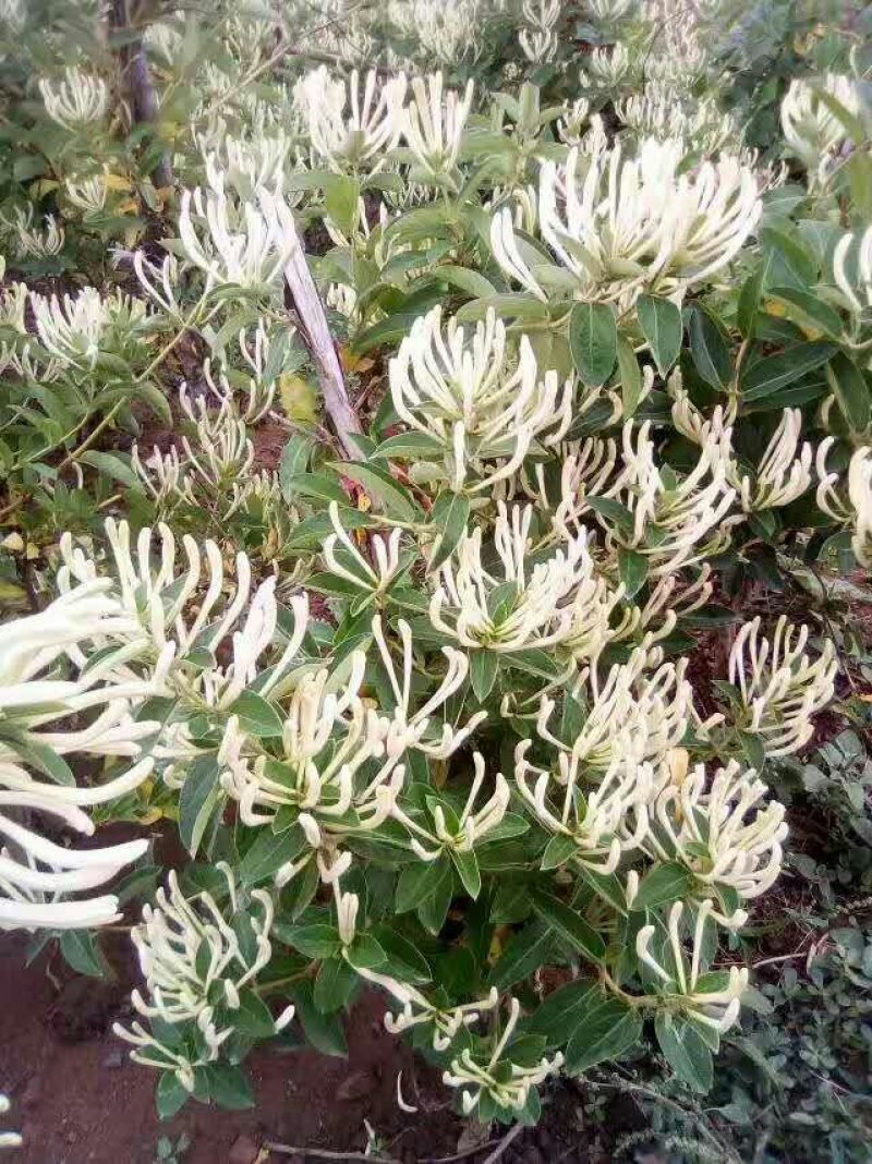 福東品牌“致富王”金银花种苗