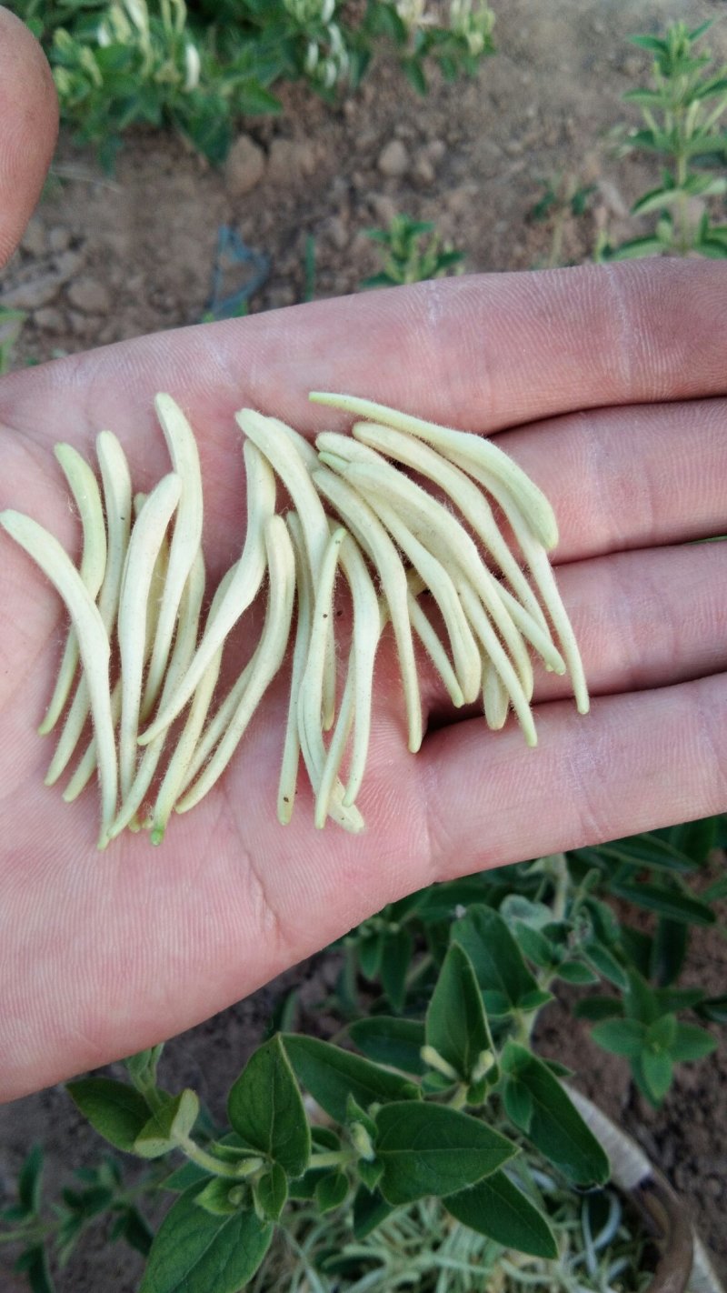 福東品牌“致富王”金银花种苗