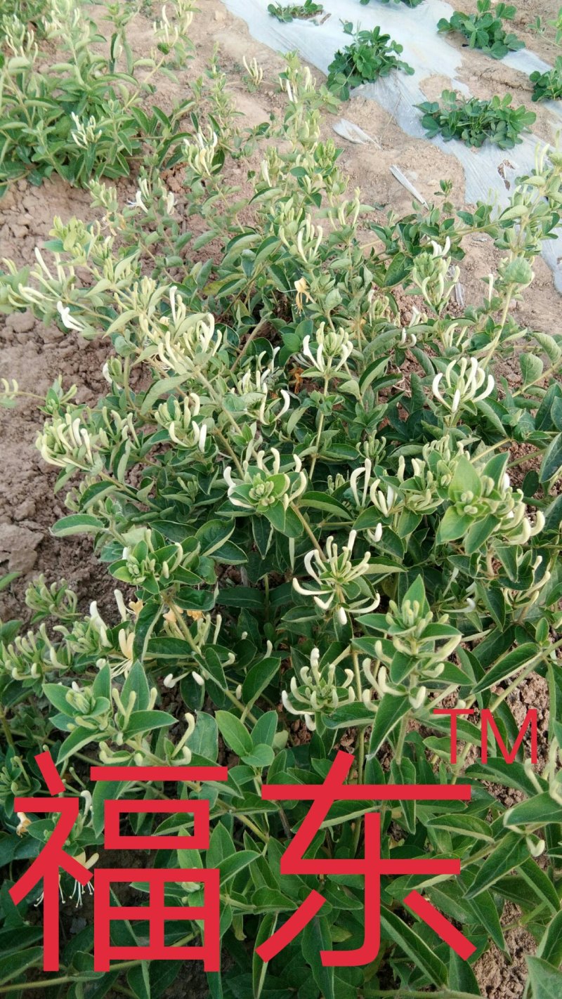 福東品牌“致富王”金银花种苗
