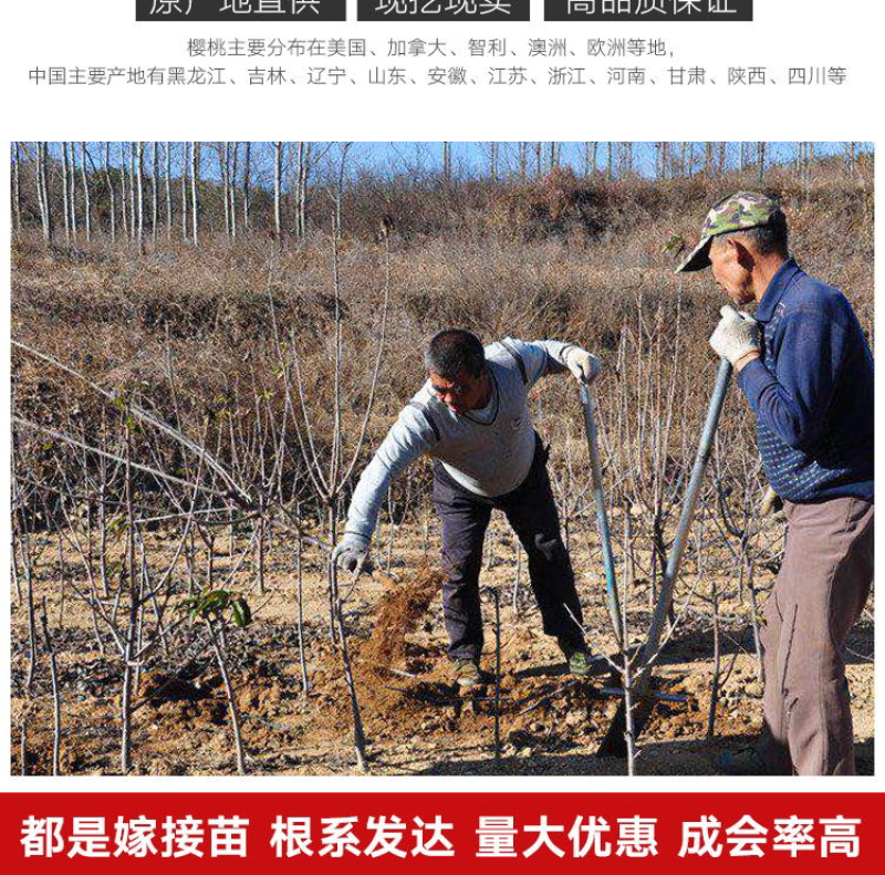 嫁接车厘子樱桃苗俄罗斯8号南北方种植当年结果