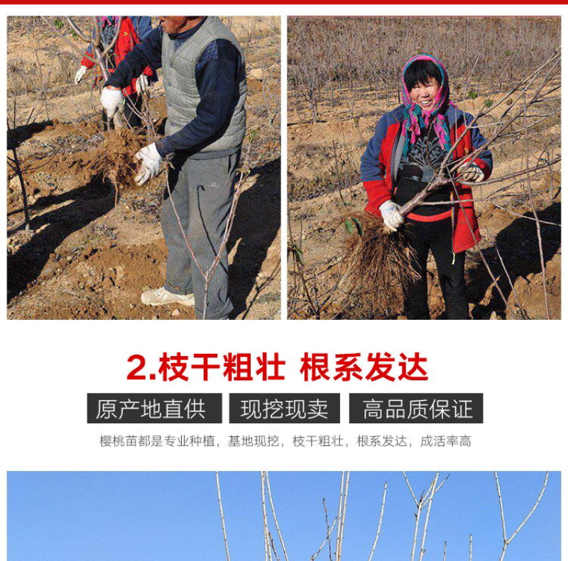 嫁接车厘子樱桃苗俄罗斯8号南北方种植当年结果