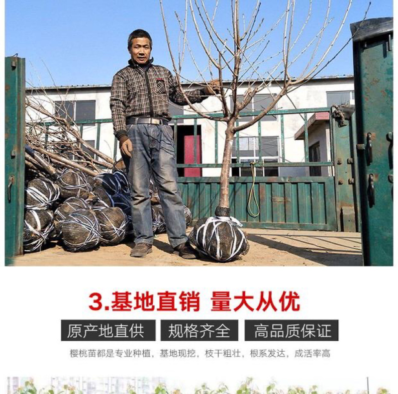 嫁接车厘子樱桃苗俄罗斯8号南北方种植当年结果
