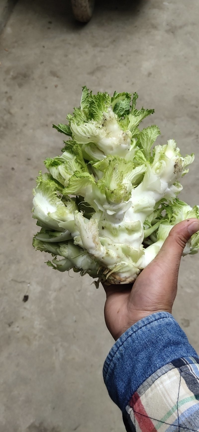 儿菜