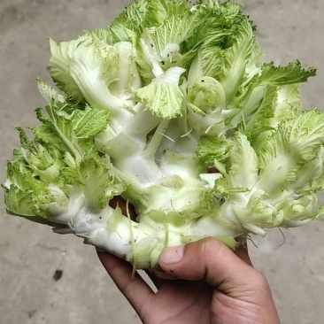 儿菜