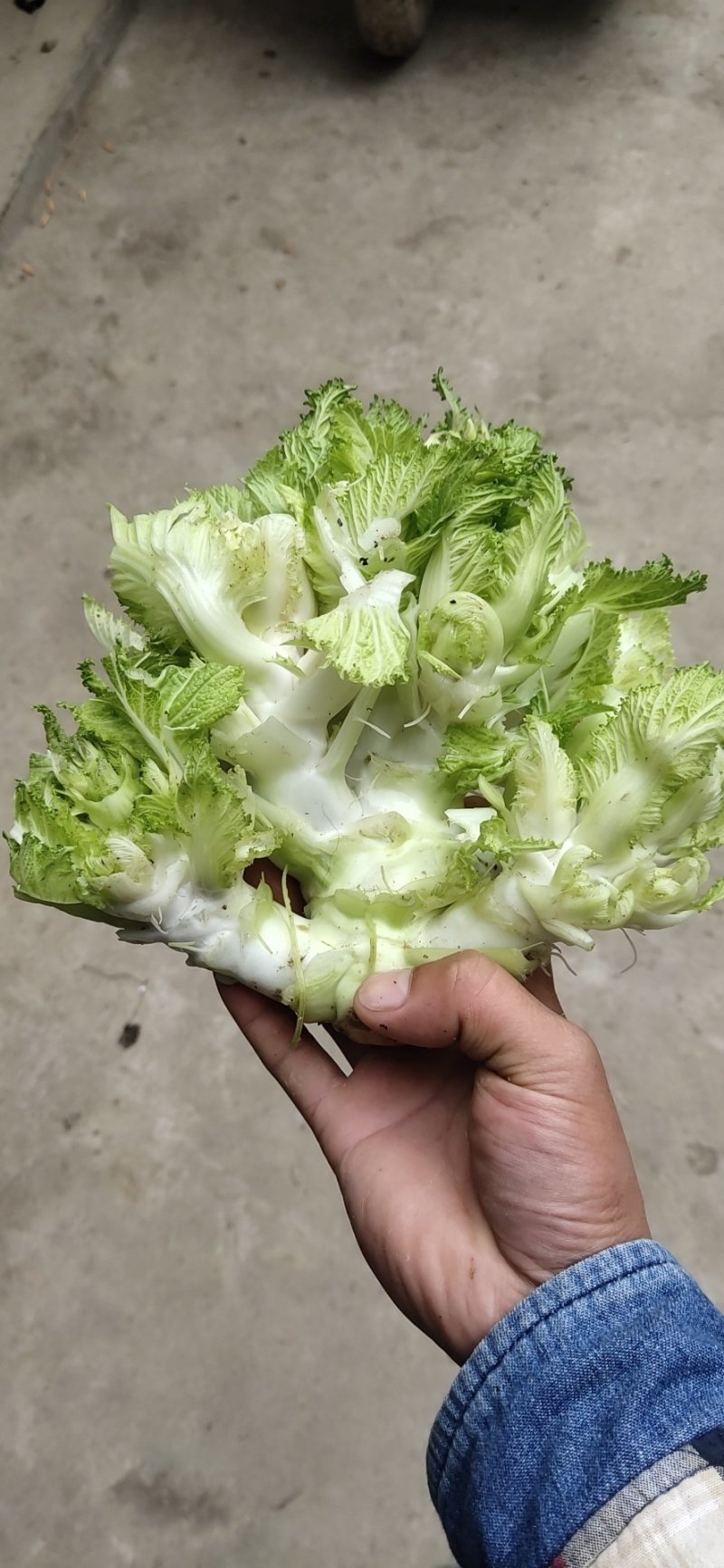 儿菜