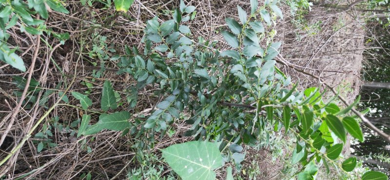 酸枣苗批发嫁接枣树占木酸枣种子价格量大优惠