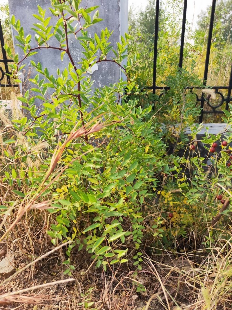 酸枣苗批发嫁接枣树占木酸枣种子价格量大优惠