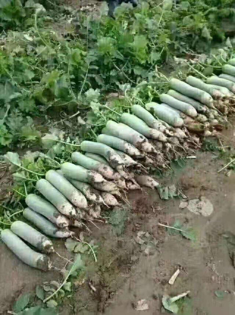 潍县青萝卜，潍坊青萝卜，水果萝卜(产地直供)货源充足