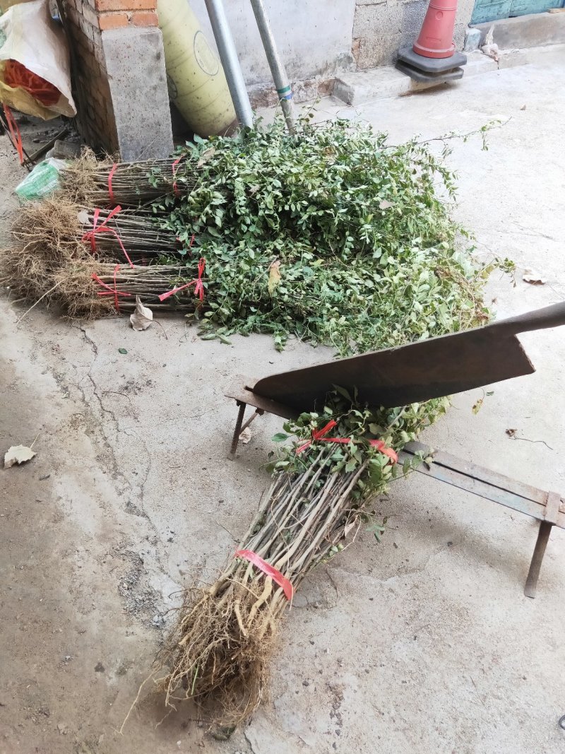 红麻椒树小苗一年苗高度50厘米花椒芽苗价格便宜
