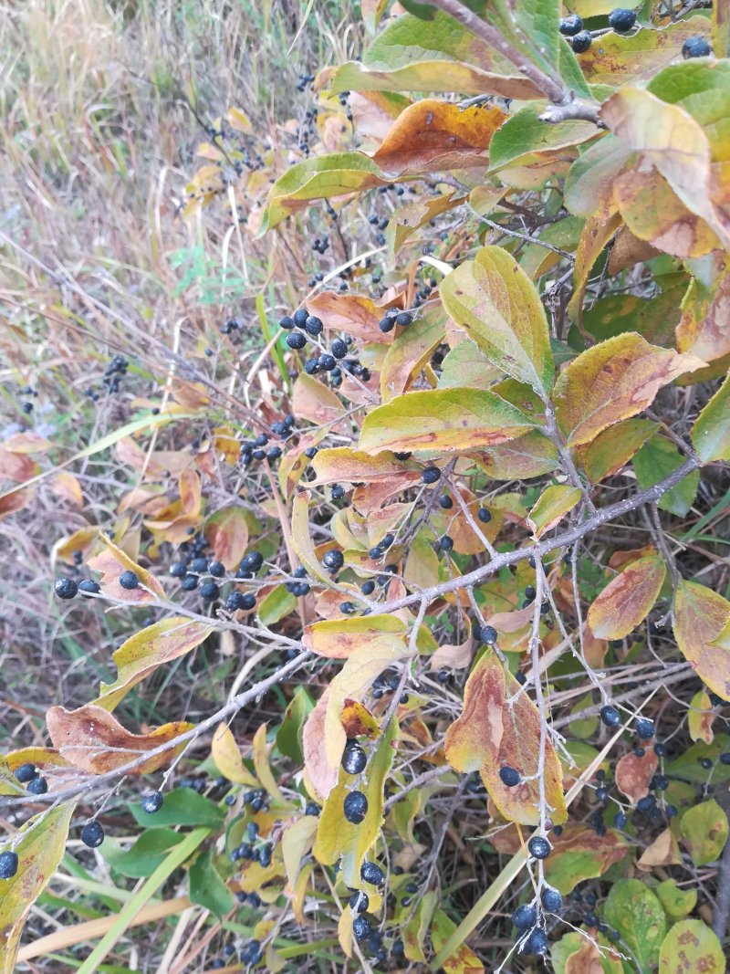 白檀树枝中药材大山内采白檀香嫩枝杆