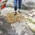 批发积壳种子药用枳壳量大价格便宜积壳苗根系发达